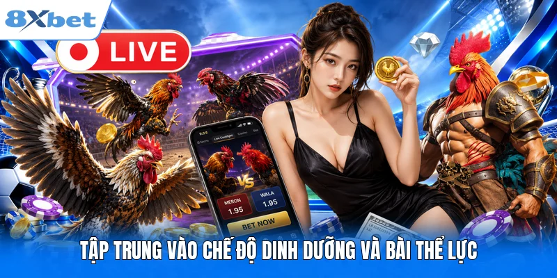 Đá gà C1 - Địa Chỉ Xem Trực Tiếp Đỉnh Cao Tại 8XBET Tập trung vào chế độ dinh dưỡng và bài thể lực